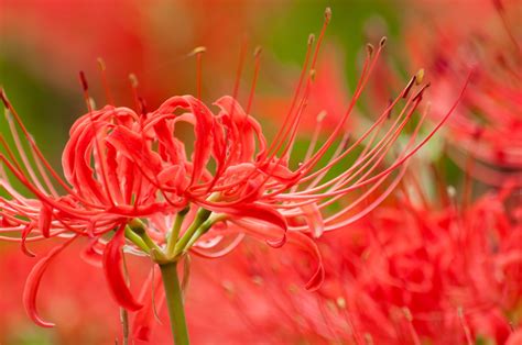 彼岸花 風水|彼岸花の花言葉とそれぞれの色に込められた力とは？。